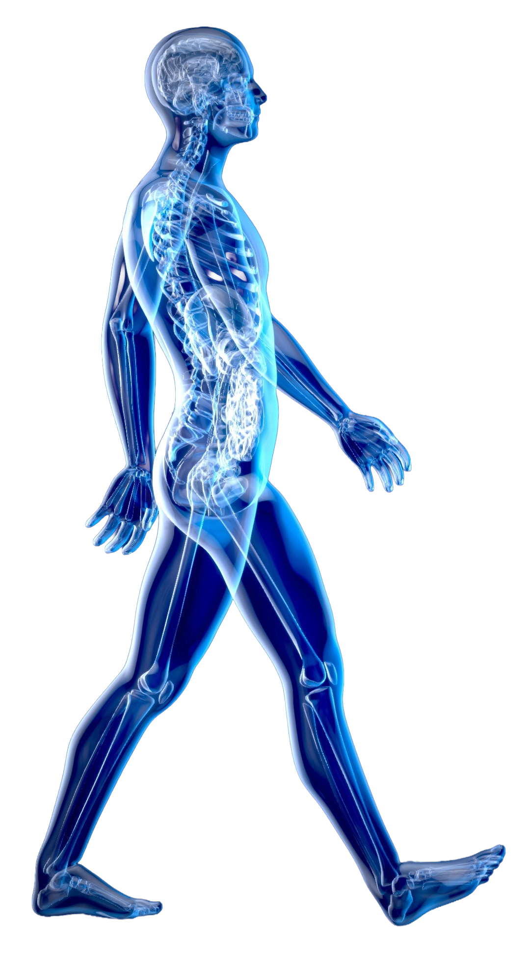 Blue Xray of a Man Walking